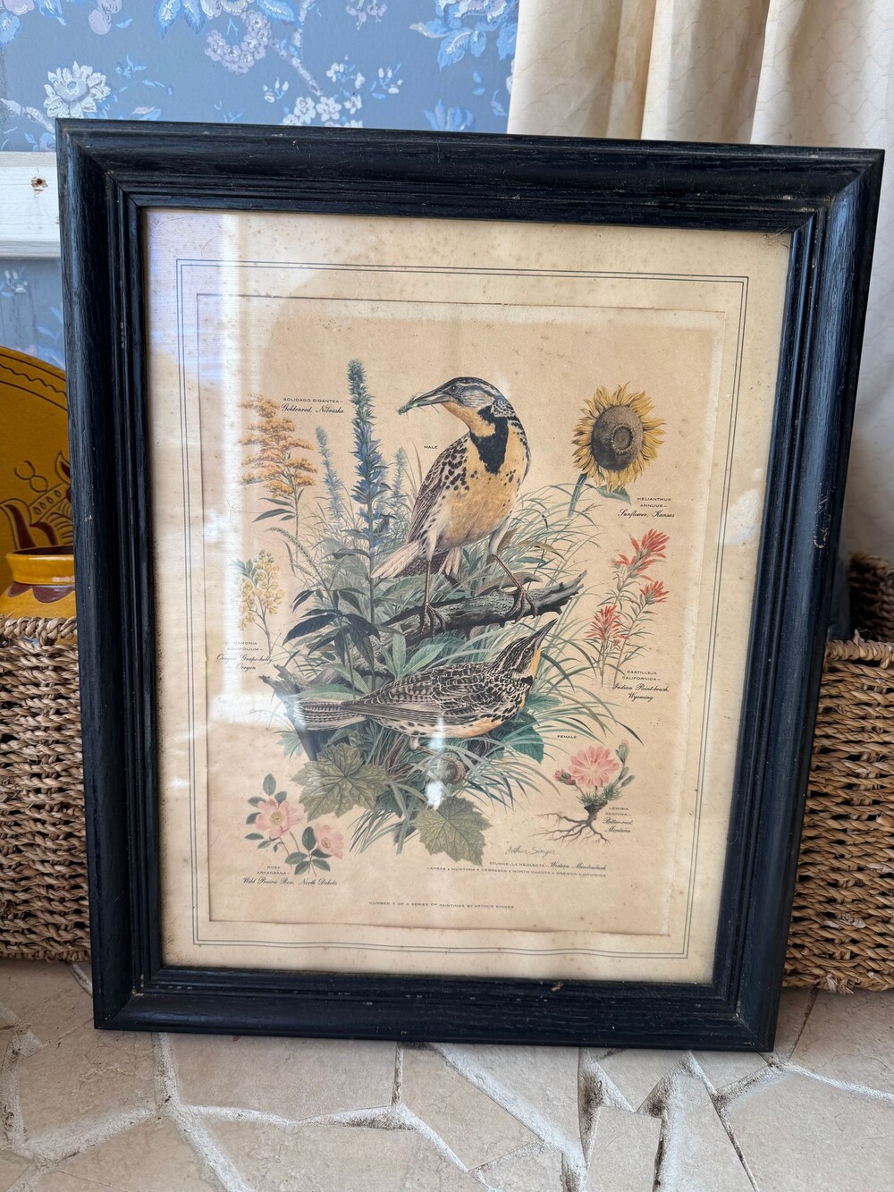 Vintage Arthur Singer Western Meadowlark Number 7 Framed Print